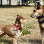 Calm Canines: Transforming Your Reactive Dog into a Well-Balanced Companion
