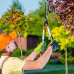 Skyward Solutions: Expert Tall Tree Trimming for Every Need