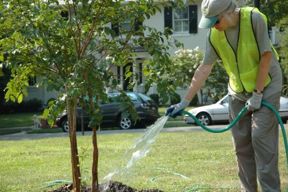 Panorama Tree Care: Expert Solutions for Healthy Trees